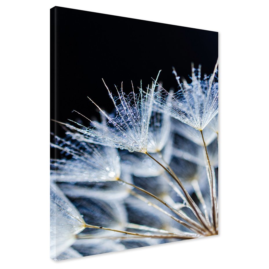 Obraz na płótnie - dmuchawiec, nasiona, woda