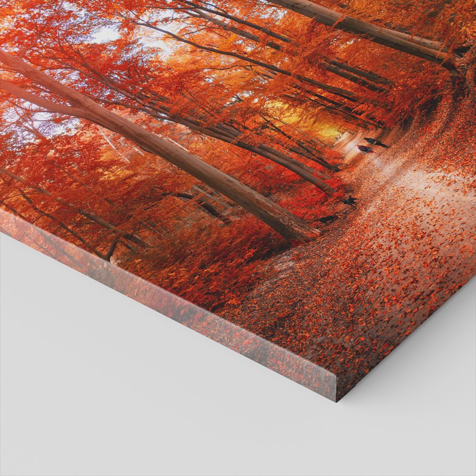 Obraz na płótnie - las, jesień, drzewa