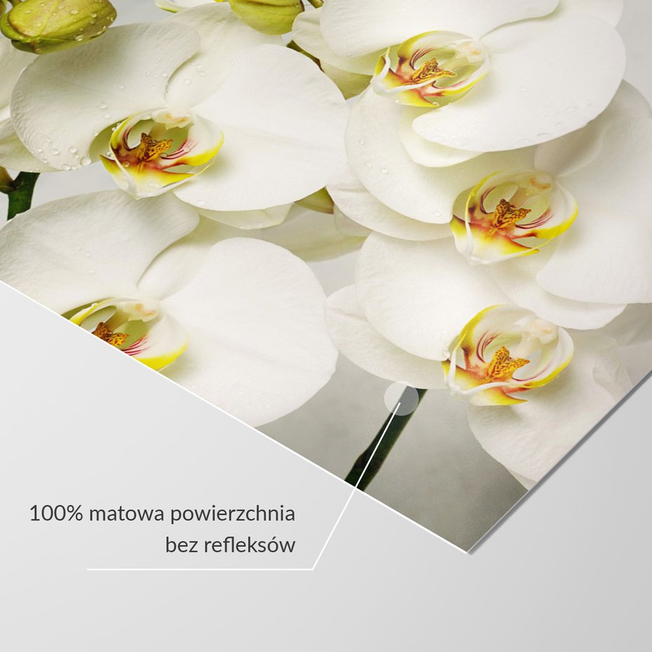 Fototapeta - orchidee, kwiaty, białe