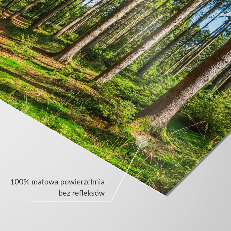 Fototapeta - las, drzewa, przyroda