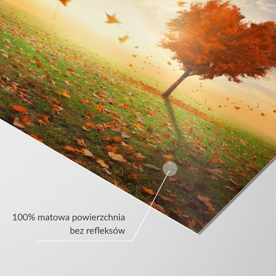 Fototapeta - jesień, drzewo, liście