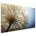 Obraz na płótnie - dmuchawiec, nasiona, natura