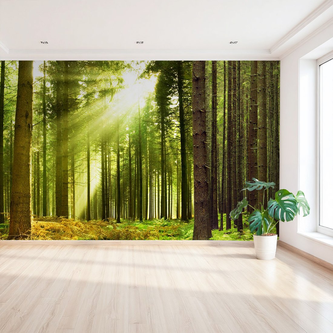 Fototapeta - las, drzewa, natura