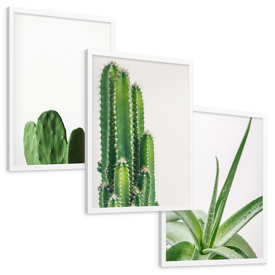 Zestaw obrazy w ramie, plakaty - kaktus, roślina, aloes - rama biała
