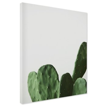 Obraz na płótnie - kaktus, roślina, zielony