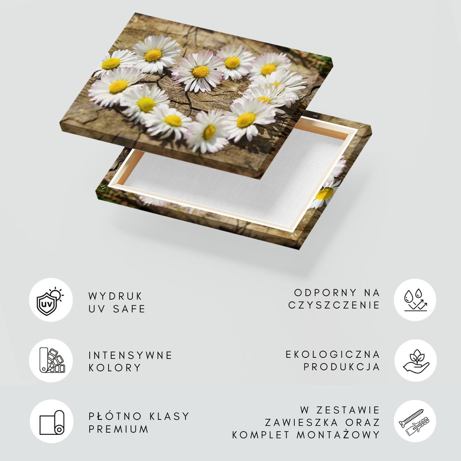 Obraz na płótnie - kwiaty, stokrotki, natura