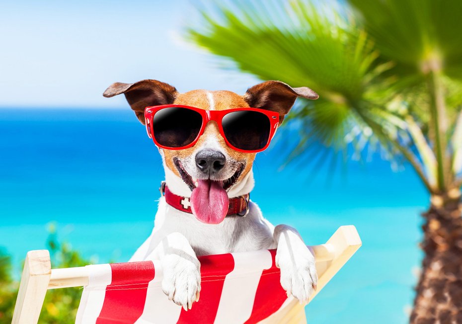 Fototapeta - pies, plaża, wakacje