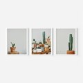 Zestaw obrazy w ramie, plakaty - kaktusy, sukulenty, rośliny - rama biała