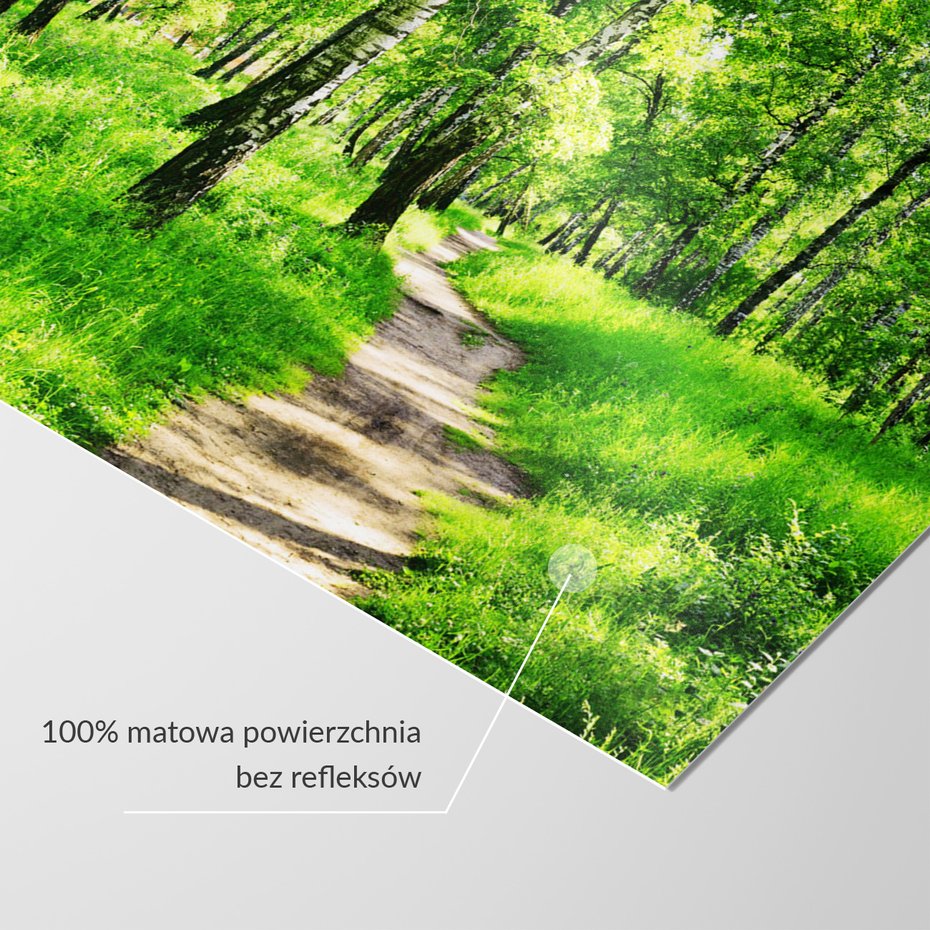 Fototapeta - las, ścieżka, natura