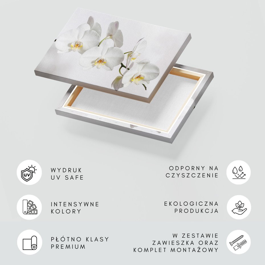 Obraz na płótnie - orchidee, kwiaty, białe,