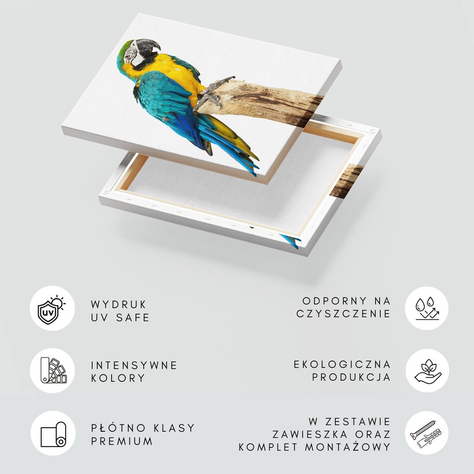Obraz na płótnie - papuga, ara, egzotyczne