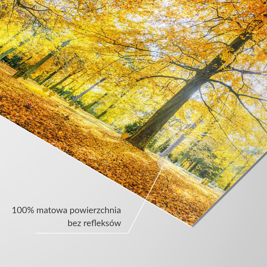 Fototapeta - jesień, liście, drzewa