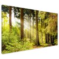 Obraz na płótnie - las, drzewa, natura