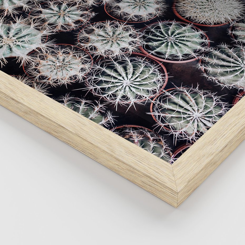 Zestaw obrazy w ramie, plakaty - kaktusy, rośliny, kolce - rama drewno