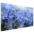 Obraz na płótnie - kwiaty, niebieskie, wiosna