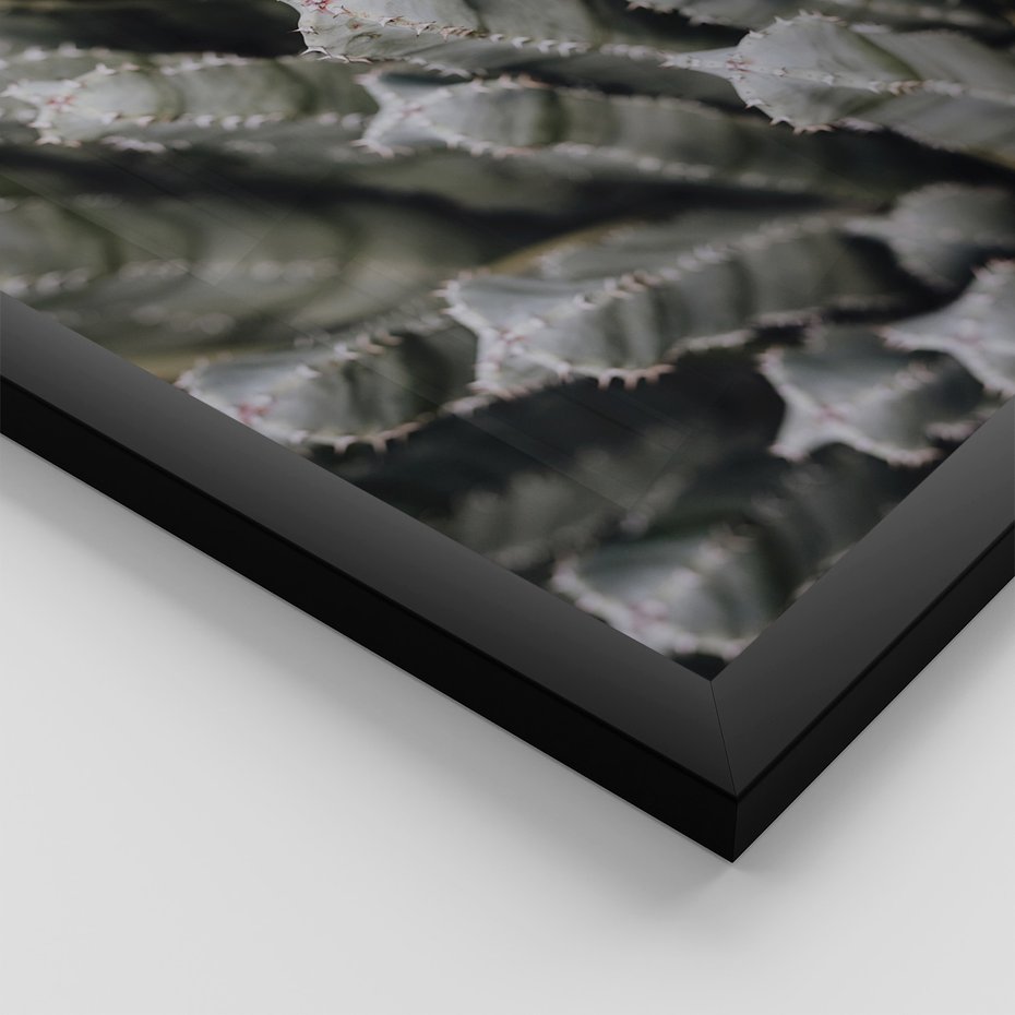 Zestaw obrazy w ramie, plakaty - kaktus, sukulent, roślina - rama czarna