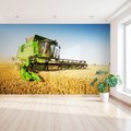Fototapeta - żniwa, kombajn, pole