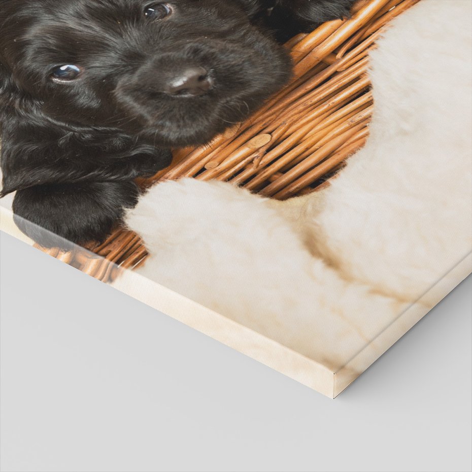 Obraz na płótnie - szczeniak, pies, słodki