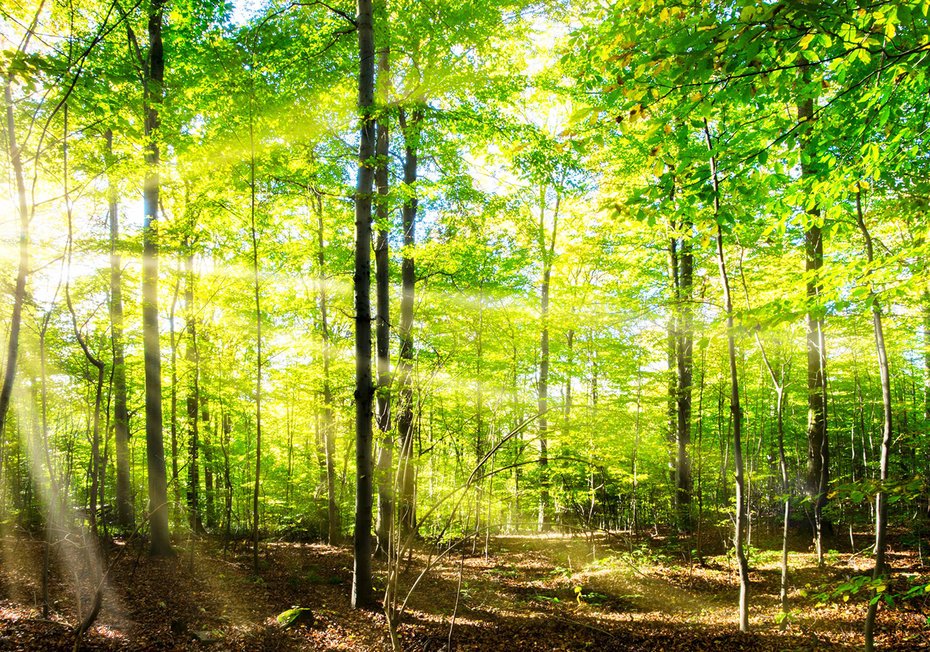 Fototapeta - las, drzewa, światło