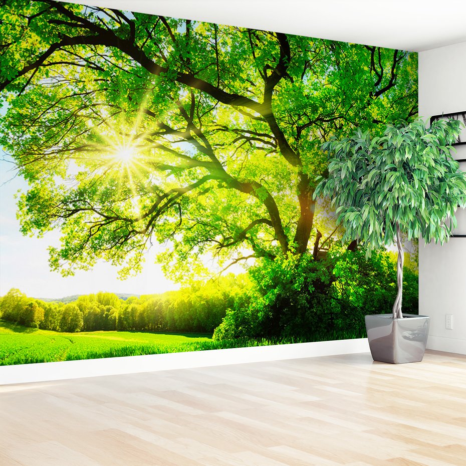 Fototapeta - las, drzewo, słońce