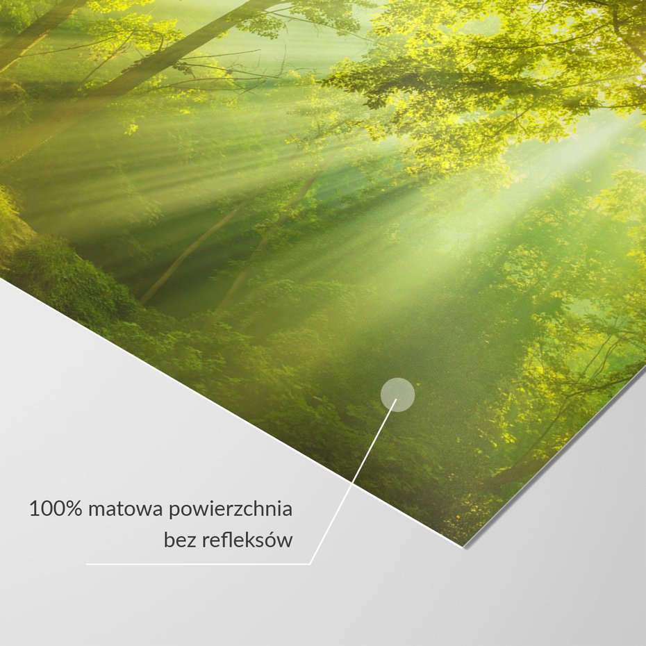 Fototapeta - las, drzewa, słońce