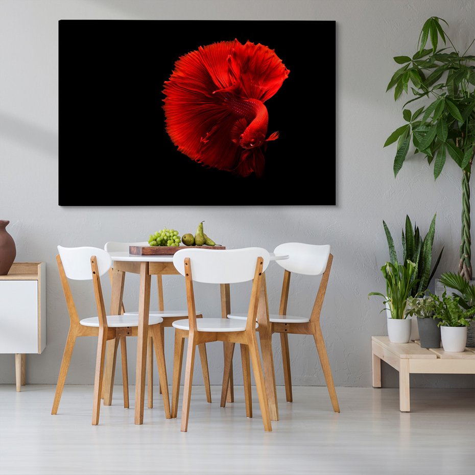 Obraz na płótnie - ryba bojownik, czerwona, płetwy