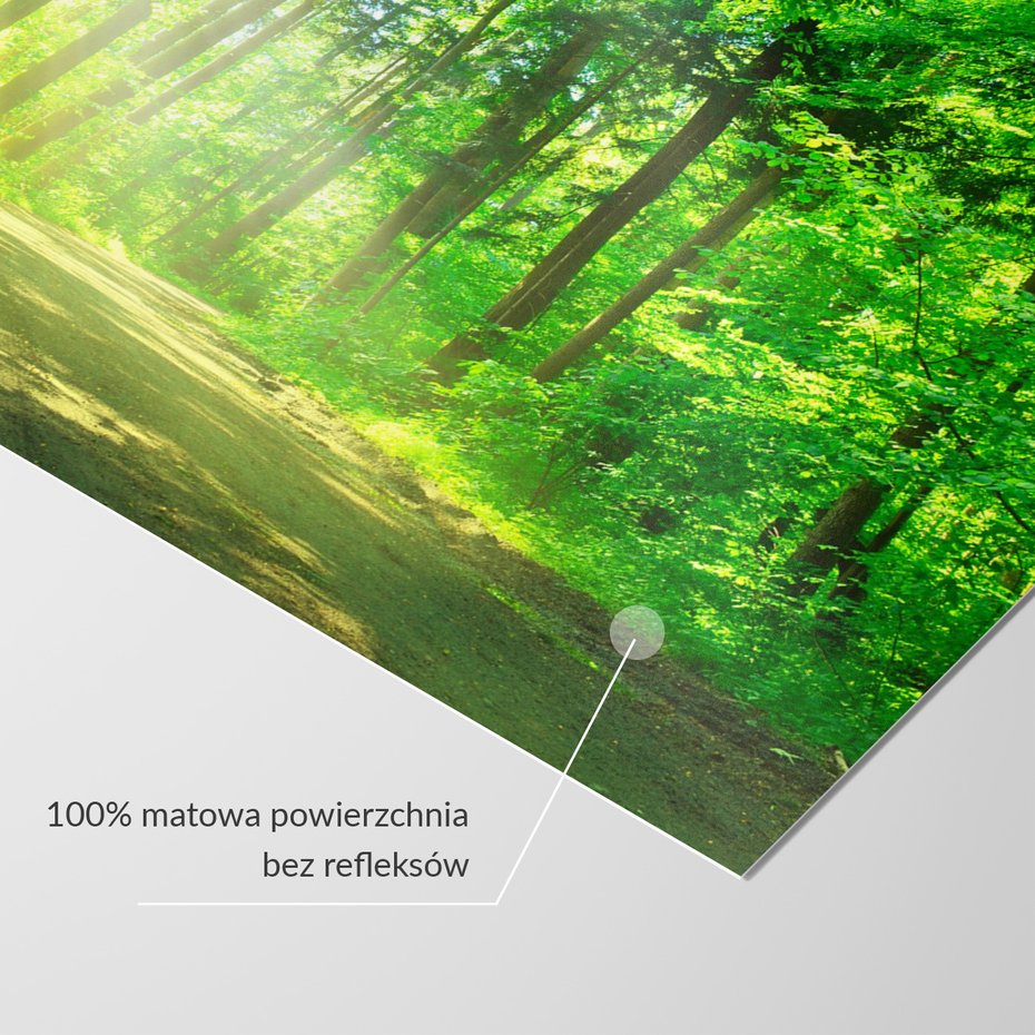 Fototapeta - las, drzewa, przyroda