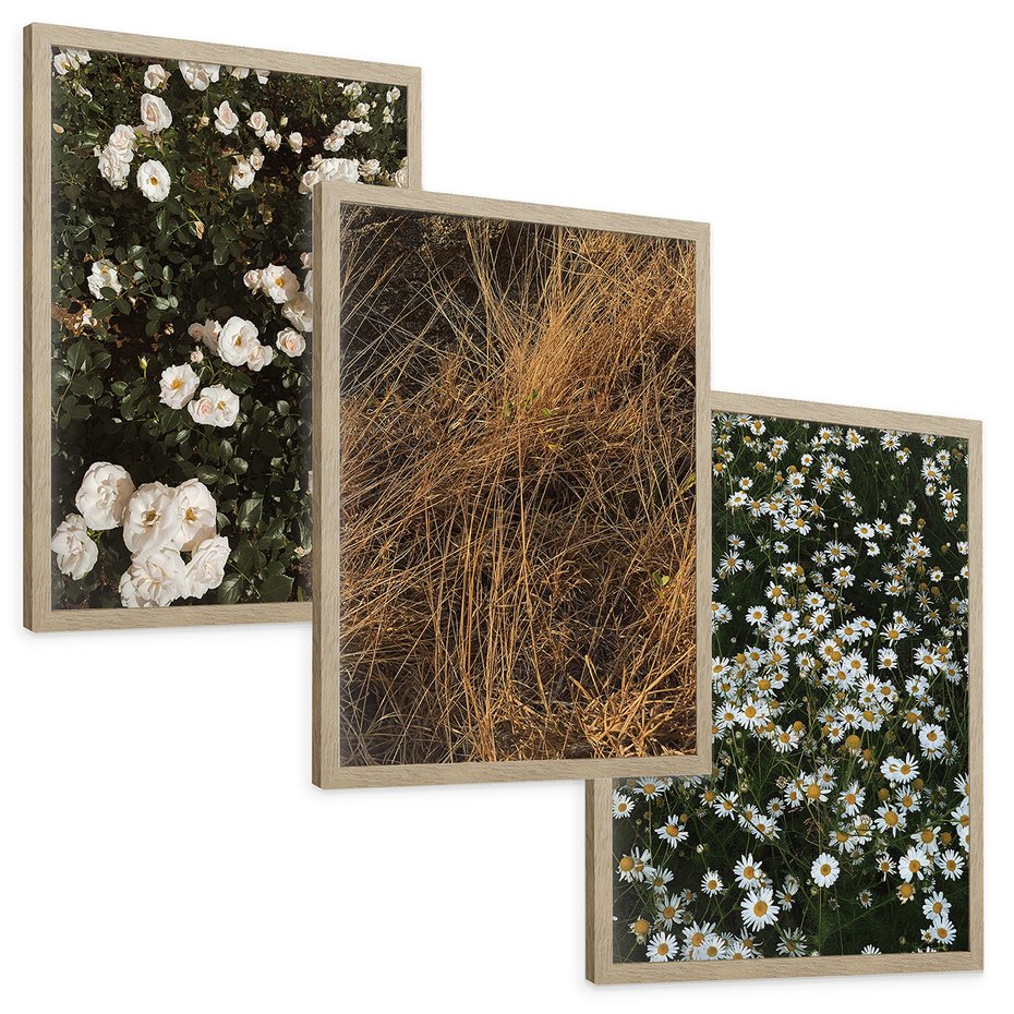 Zestaw obrazy w ramie, plakaty - kwiaty, rośliny, natura - rama drewno
