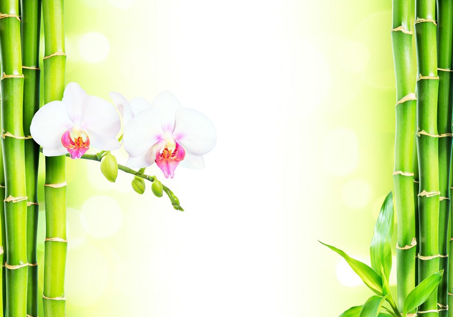 Fototapeta - bambus, orchidee, kwiaty