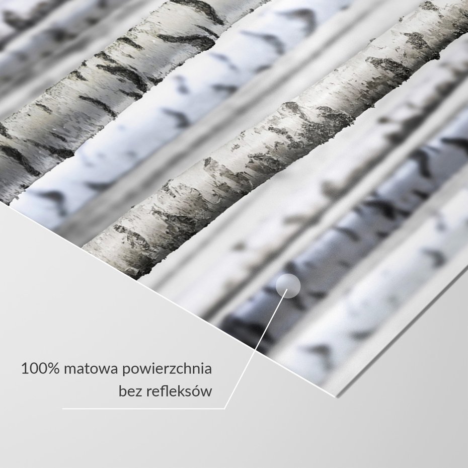 Fototapeta - brzozy, drzewa, las