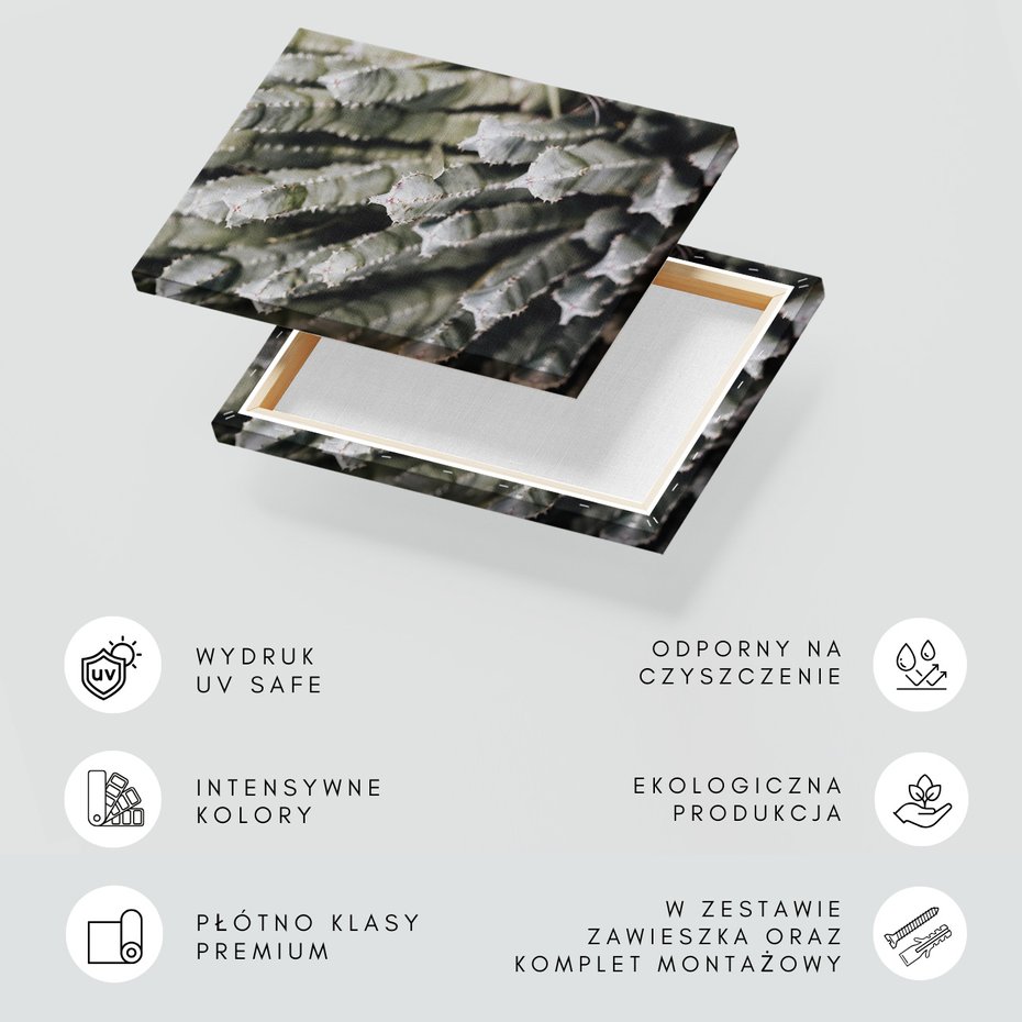 Obraz na płótnie - kaktus, sukulent, kolce