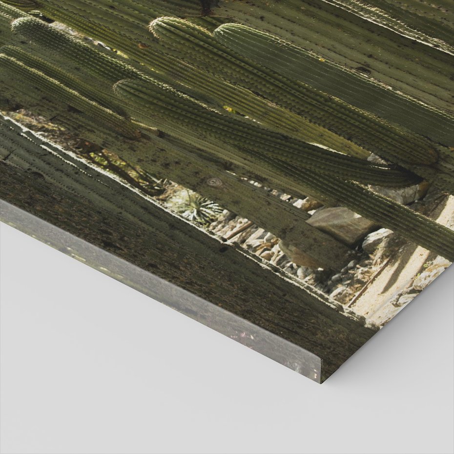 Obraz na płótnie - kaktusy, natura, pustynia