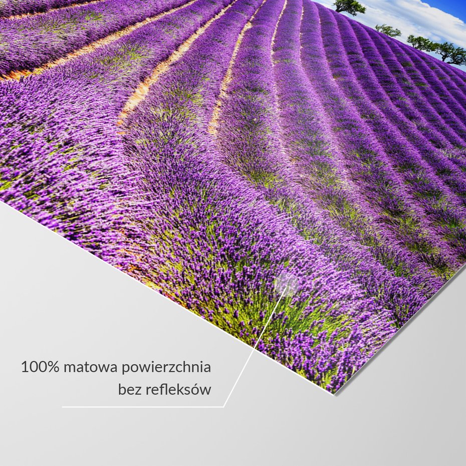 Fototapeta - lawenda, pole, lato