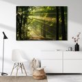 Obraz na płótnie - las, światło, drzewa