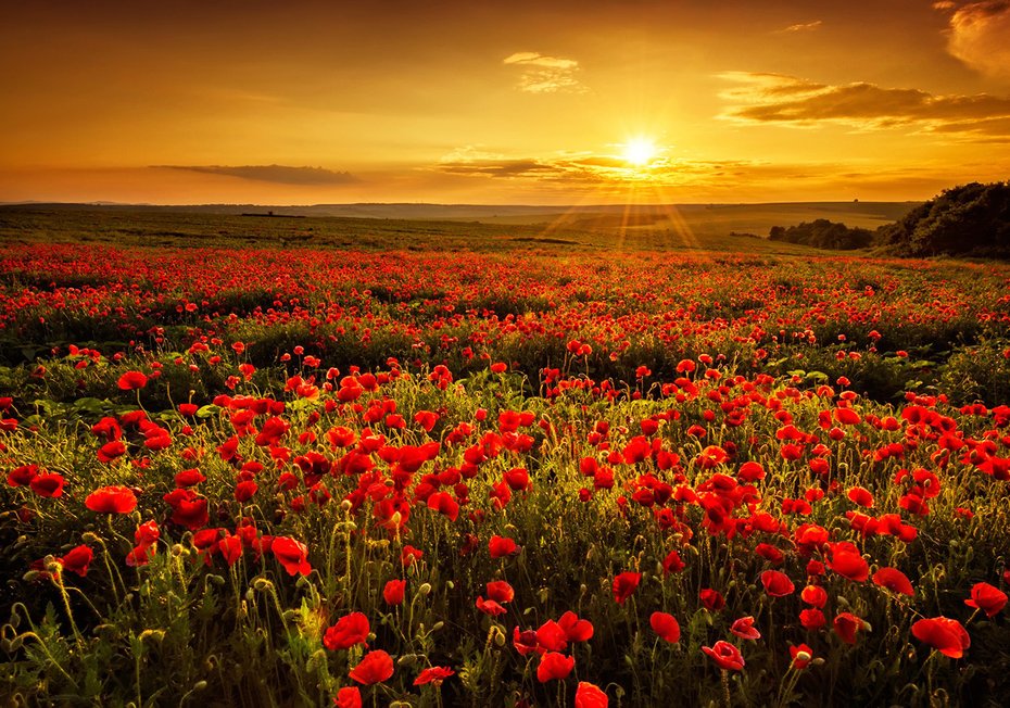 Fototapeta - maki, pole, zachód słońca