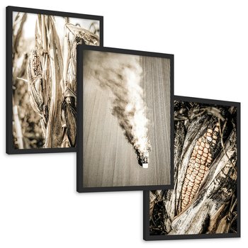 Zestaw obrazy w ramie, plakaty - kukurydza, pole, rolnictwo - rama czarna
