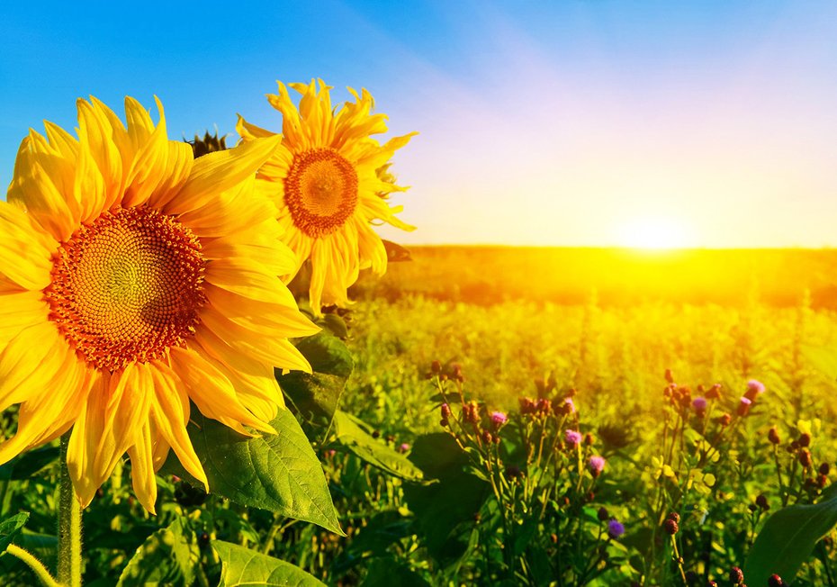 Fototapeta - słoneczniki, pole, lato