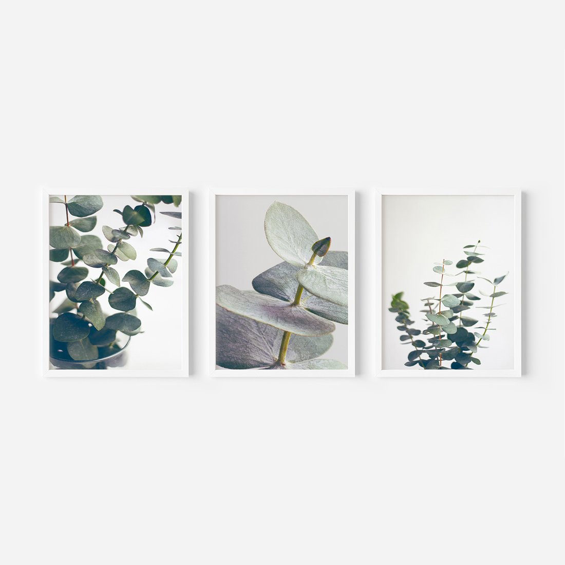 Zestaw obrazy w ramie, plakaty - eukaliptus, liście, gałązki - rama biała