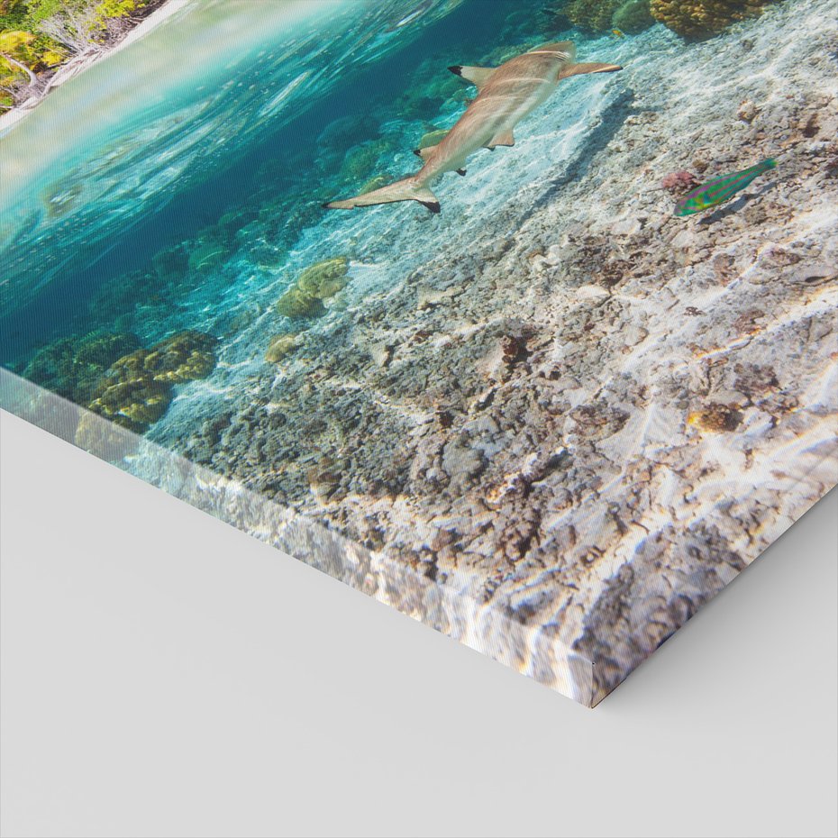 Obraz na płótnie - rekin, morze, tropiki