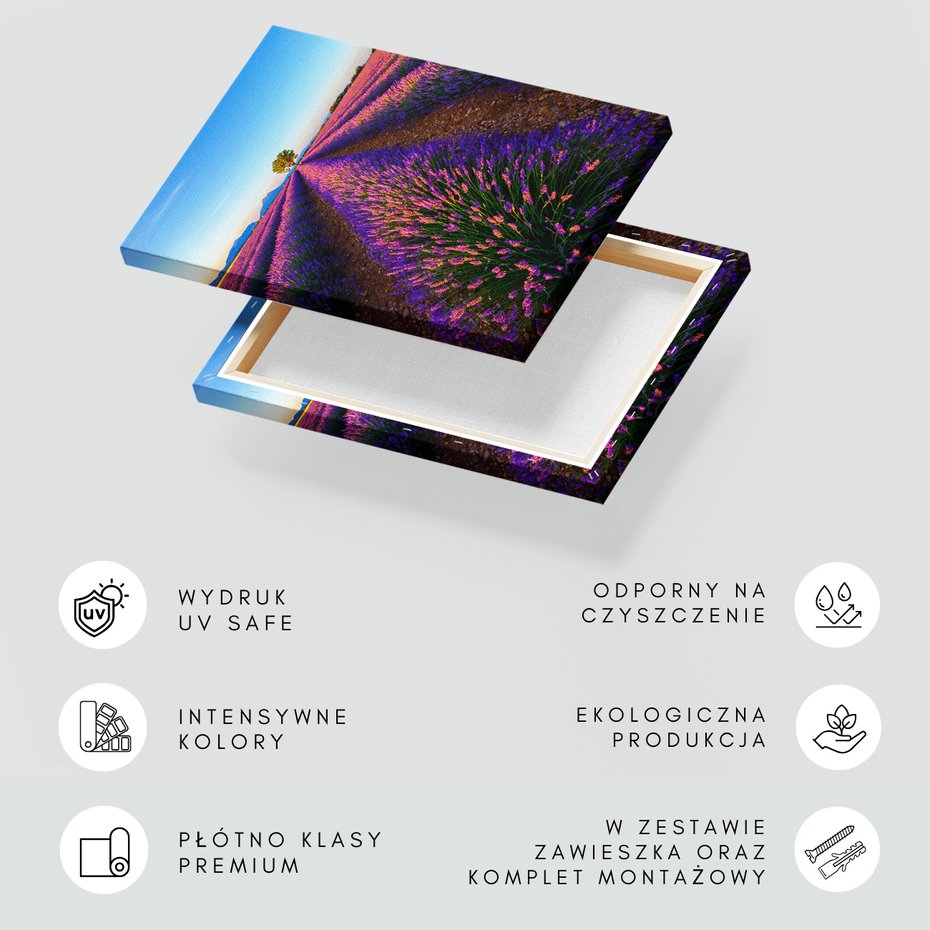 Obraz na płótnie - lawenda, pole, krajobraz