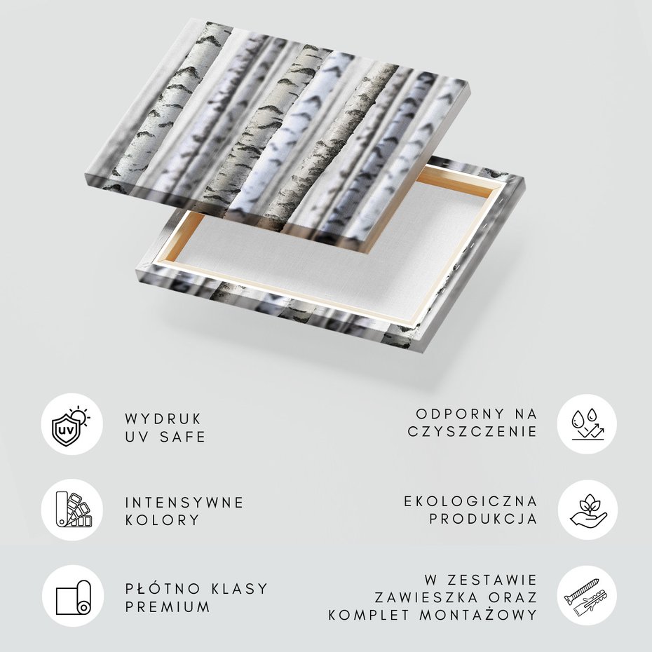 Obraz na płótnie - brzoza, drzewa, las