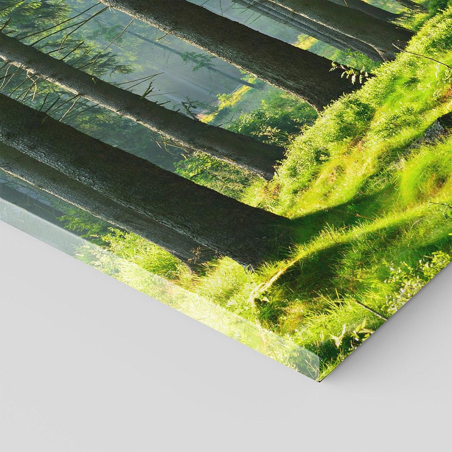 Obraz na płótnie - las, drzewa, natura