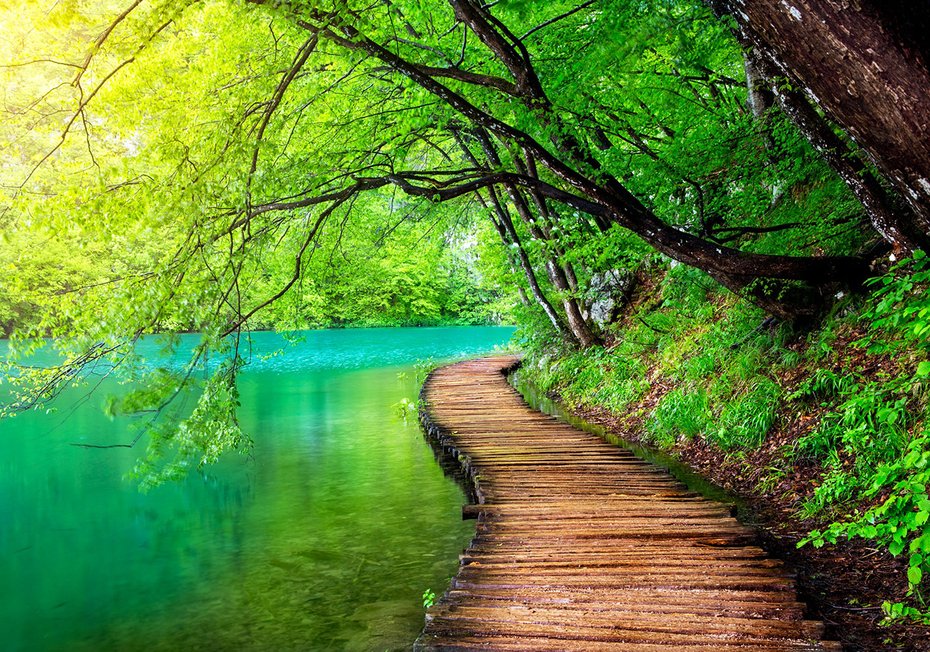 Fototapeta - las, woda, ścieżka