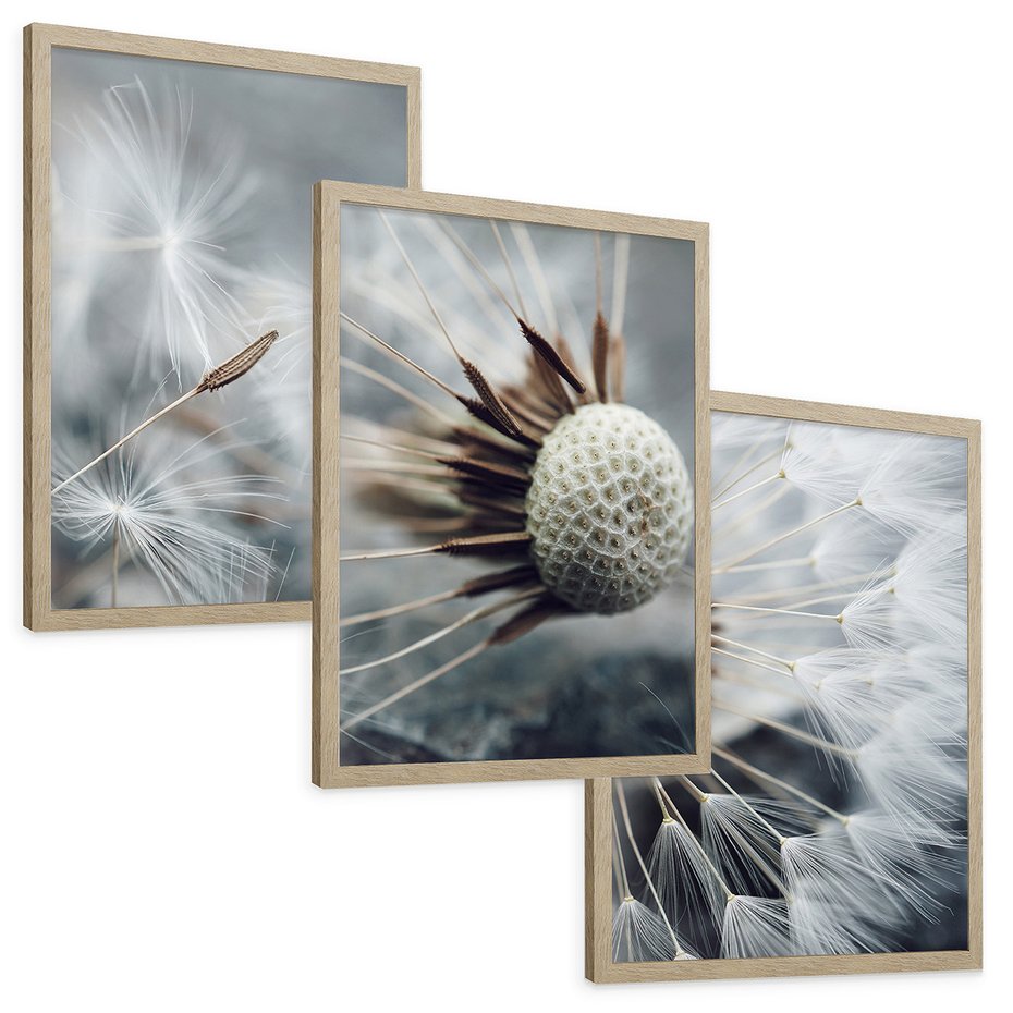 Zestaw obrazy w ramie, plakaty - dmuchawiec, nasiona, natura - rama drewno