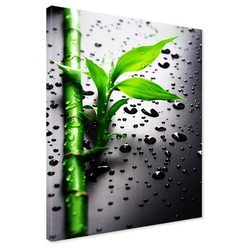 Obraz na płótnie - bambus, liście, krople