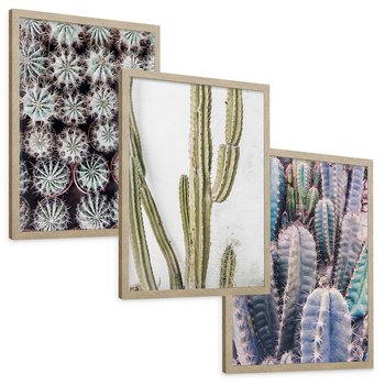 Zestaw obrazy w ramie, plakaty - kaktusy, rośliny, kolce - rama drewno