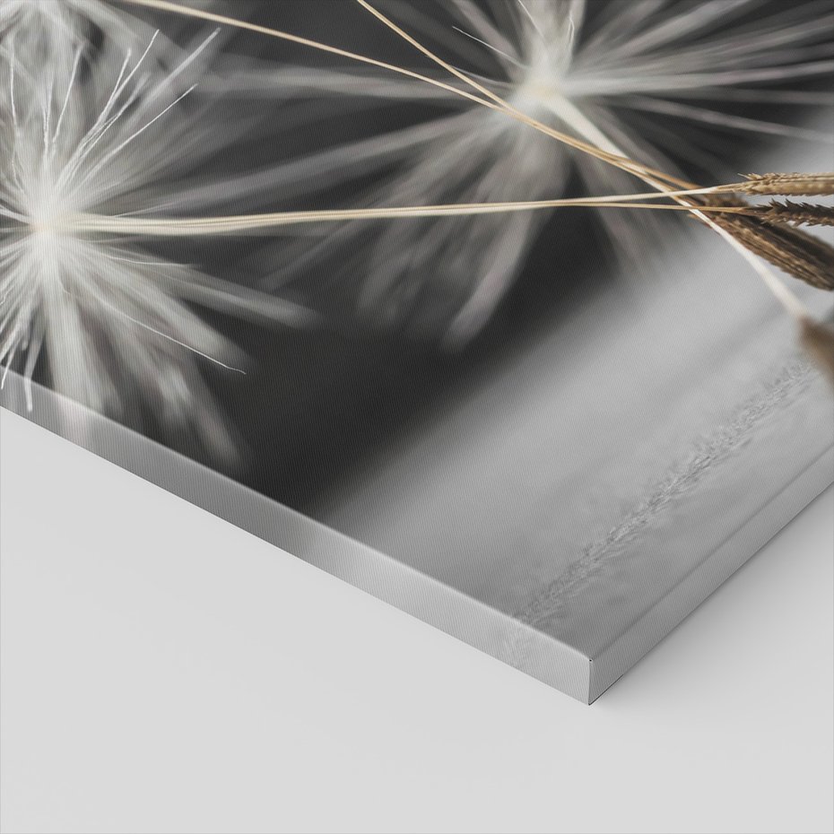 Obraz na płótnie - dmuchawiec, nasiona, natura