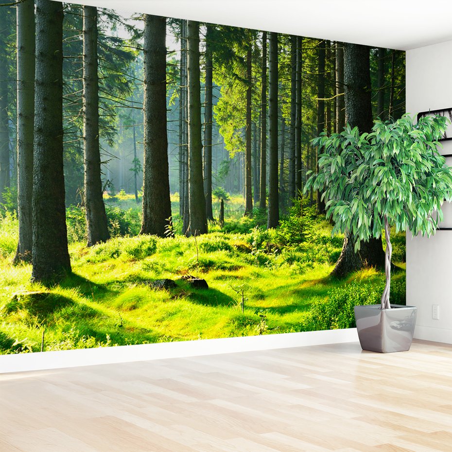 Fototapeta - las, drzewa, natura