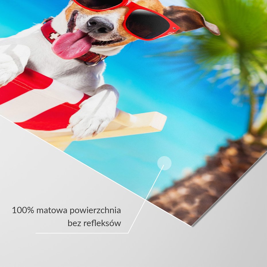 Fototapeta - pies, plaża, wakacje