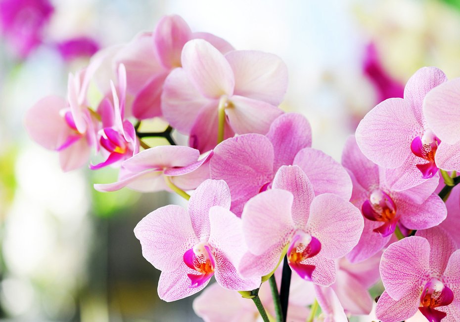 Fototapeta - kwiaty, orchidee, różowe,